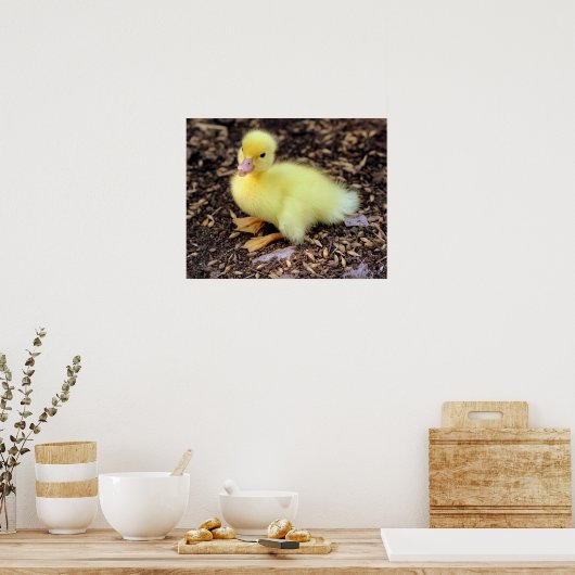 Duckling Poster (Küche)