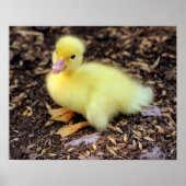 Duckling Poster (Vorne)