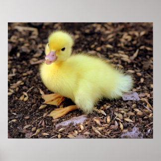 Duckling Poster