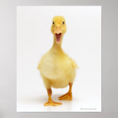 Duckling Poster (Vorne)
