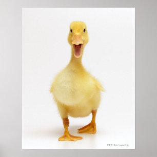 Duckling Poster