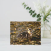 Duckling Postkarte (Stehend Vorderseite)