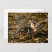 Duckling Postkarte (Vorne/Hinten)