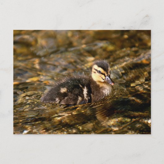 Duckling Postkarte (Vorderseite)