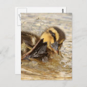 Duckling Postkarte (Vorne/Hinten)