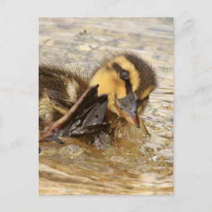 Duckling Postkarte