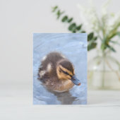 Duckling Postkarte (Stehend Vorderseite)
