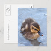 Duckling Postkarte (Vorne/Hinten)