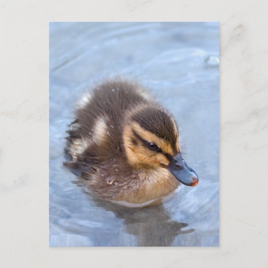 Duckling Postkarte (Vorderseite)