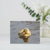 Duckling Postkarte (Stehend Vorderseite)