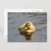 Duckling Postkarte (Vorne/Hinten)