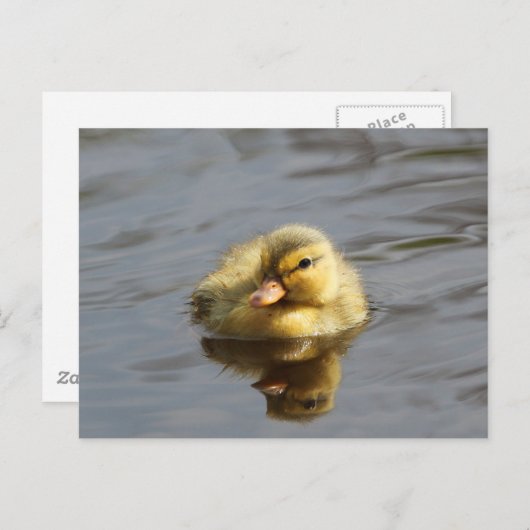 Duckling Postkarte (Vorne/Hinten)