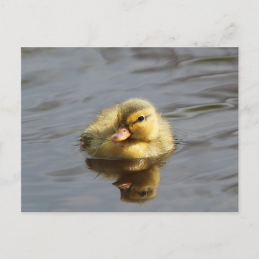 Duckling Postkarte (Vorderseite)