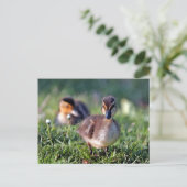 Duckling Postkarte (Stehend Vorderseite)