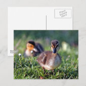 Duckling Postkarte (Vorne/Hinten)