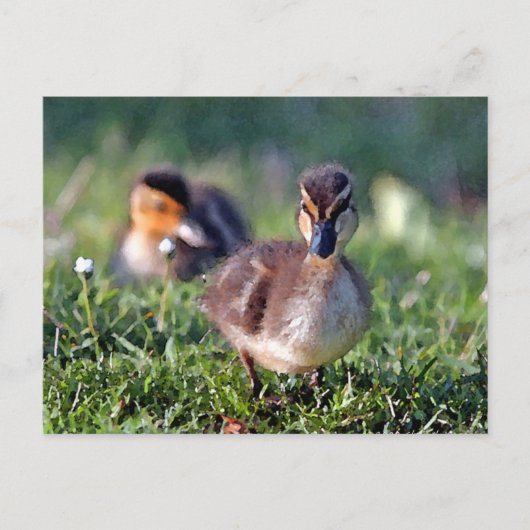 Duckling Postkarte (Vorderseite)
