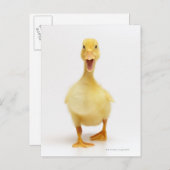Duckling Postkarte (Vorne/Hinten)