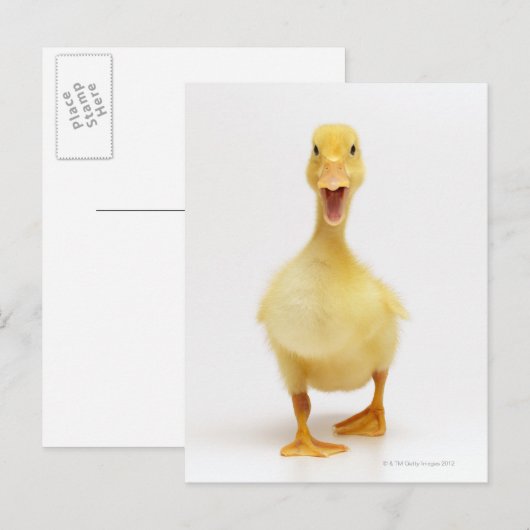 Duckling Postkarte (Vorne/Hinten)
