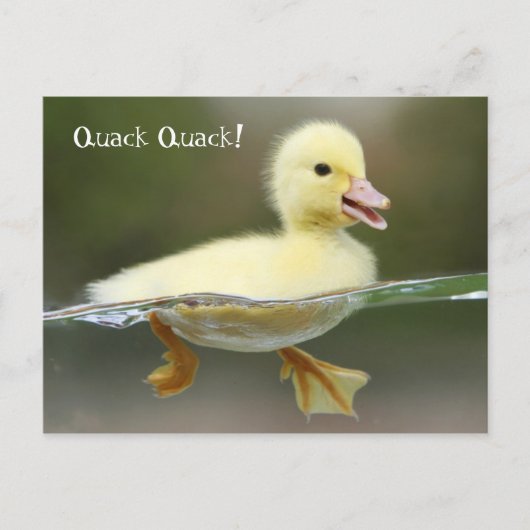 Duckling - Quack Quack! Postkarte (Vorderseite)