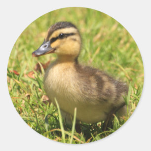 Duckling Runder Aufkleber