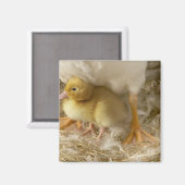 Duckling zwischen den Beinen der Mutter Magnet (Vorderseite/Rückseite)