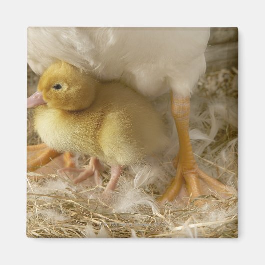 Duckling zwischen den Beinen der Mutter Magnet (Vorne)