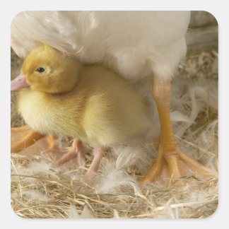 Duckling zwischen den Beinen der Mutter Quadratischer Aufkleber