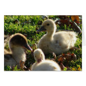 Ducklings (Vorderseite (Horizontal))