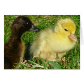 Ducklings (Vorderseite (Horizontal))
