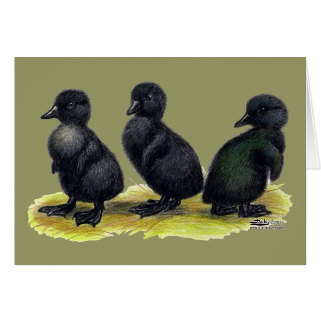 Ducklings Black Cayuga (Vorderseite (Horizontal))