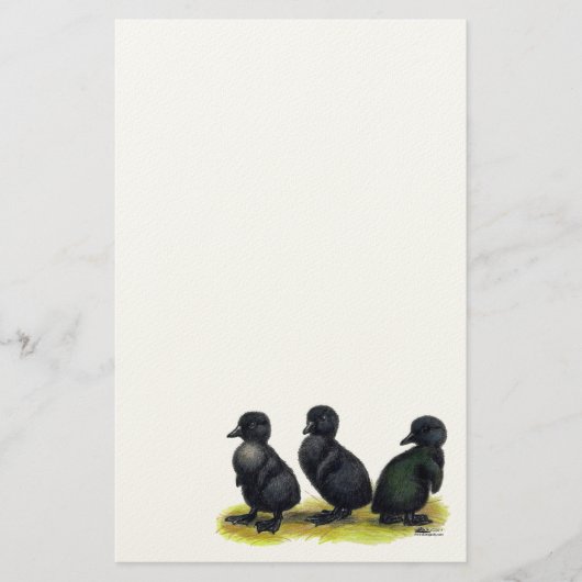 Ducklings Black Cayuga Briefpapier (Vorderseite)