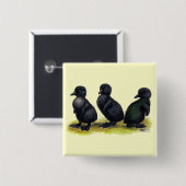 Ducklings Black Cayuga Button (Vorne & Hinten)