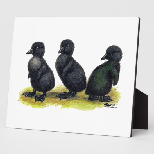 Ducklings Black Cayuga Fotoplatte (Seite)