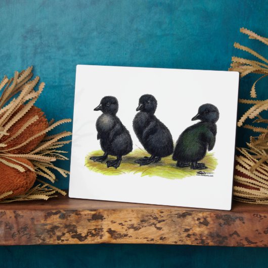 Ducklings Black Cayuga Fotoplatte (Seite)