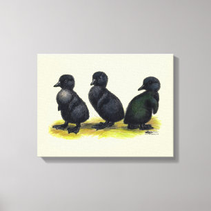Ducklings Black Cayuga Leinwanddruck