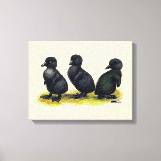 Ducklings Black Cayuga Leinwanddruck (Vorderseite)