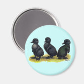 Ducklings Black Cayuga Magnet (Vorderseite/Rückseite)