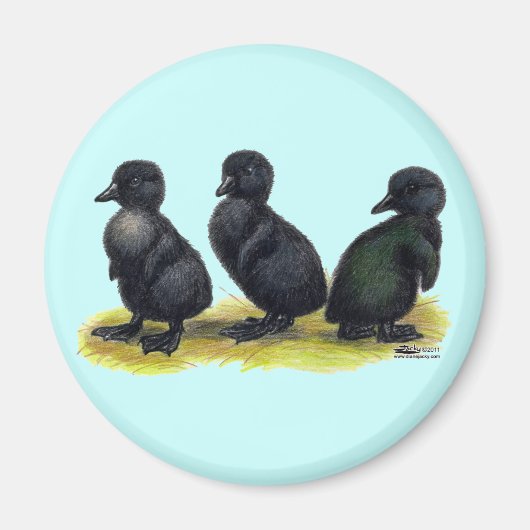 Ducklings Black Cayuga Magnet (Vorne)