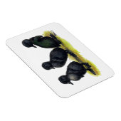 Ducklings Black Cayuga Magnet (Rechte Seite)