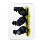 Ducklings Black Cayuga Magnet (Vertikal)