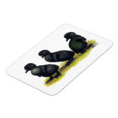 Ducklings Black Cayuga Magnet (Linke Seite)