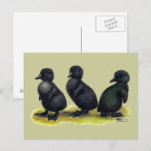 Ducklings Black Cayuga Postkarte (Vorne/Hinten)