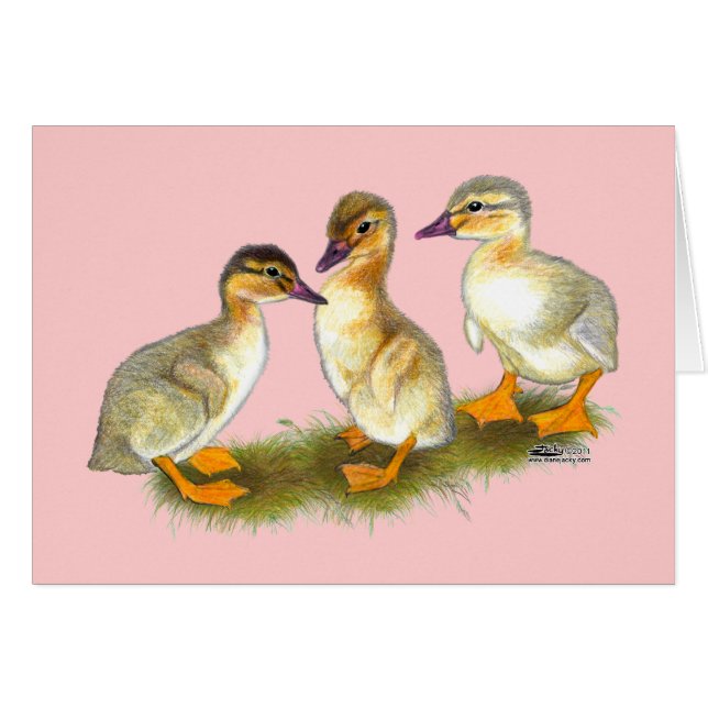 Ducklings:  Buff Orpingtons (Vorderseite (Horizontal))