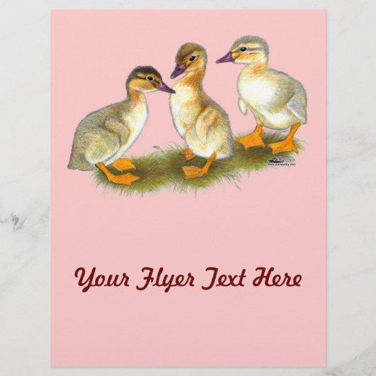 Ducklings: Buff Orpingtons Flyer (Vorne)