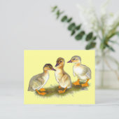 Ducklings: Buff Orpingtons Postkarte (Stehend Vorderseite)