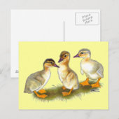 Ducklings: Buff Orpingtons Postkarte (Vorne/Hinten)