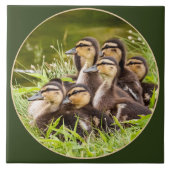 Ducklings Fliese (Vorderseite)