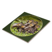 Ducklings Fliese (Seite)