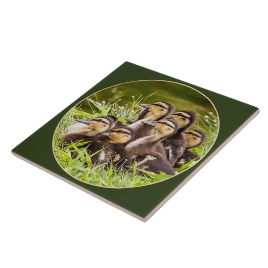 Ducklings Fliese (Seite)
