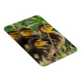 Ducklings Foto Magnet (Rechte Seite)